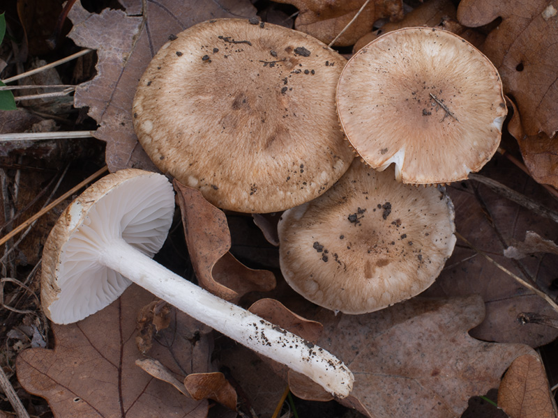 Hygrophorus arbustivus